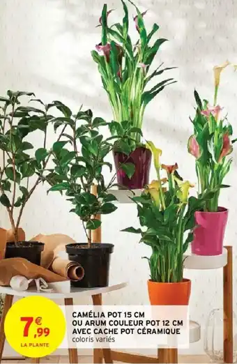 Intermarché Camélia pot 15 cm offre