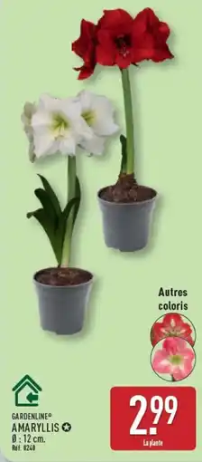 ALDI GARDENLINE AMARYLLIS offre