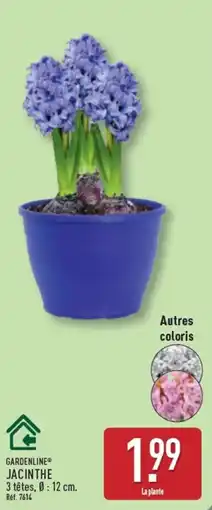 ALDI GARDENLINE® JACINthe offre