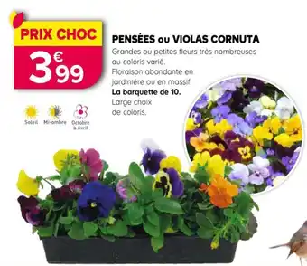 PENSÉES ou VIOLAS CORNUTA