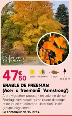 Kiriel ERABLE DE FREEMAN (Acer x freemanii ‘Armstrong’) offre
