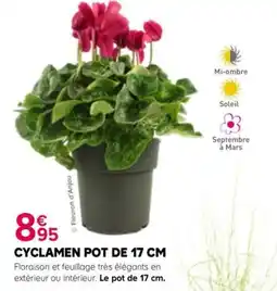 Kiriel Fleuron d'Anjou CYCLAMEN offre