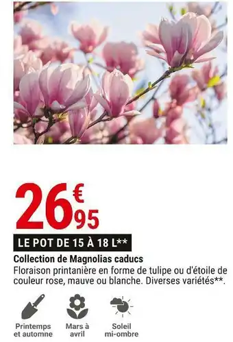 Gamm vert Collection de magnolias caducs offre