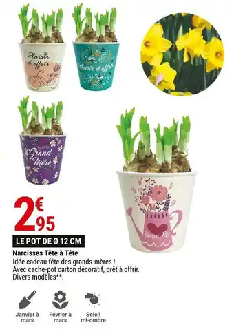 Gamm vert Narcisses tête à tête offre