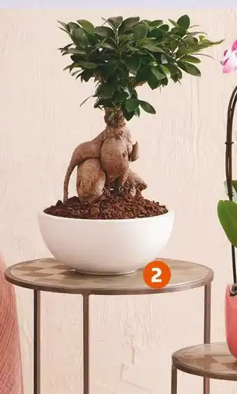 Jardiland Ficus ginseng offre