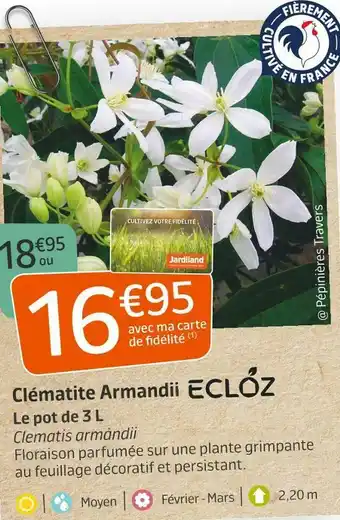 Jardiland Clématite armandii offre