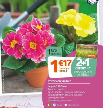Jardiland Primevère acaule offre