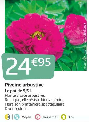 Jardiland Pivoine arbustive offre