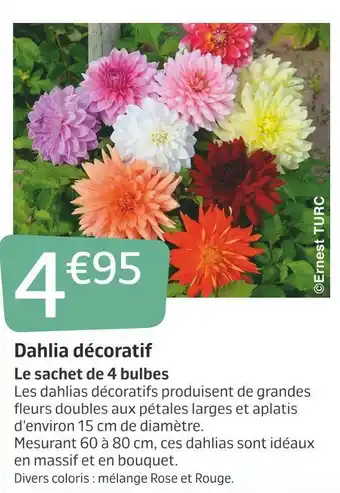 Jardiland Dahlia décoratif offre