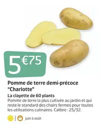 Jardiland Pomme de terre demi-précoce “charlotte” offre