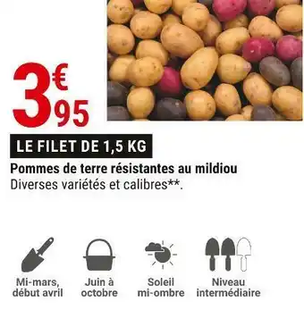 Gamm vert Pommes de terre résistantes au mildiou offre