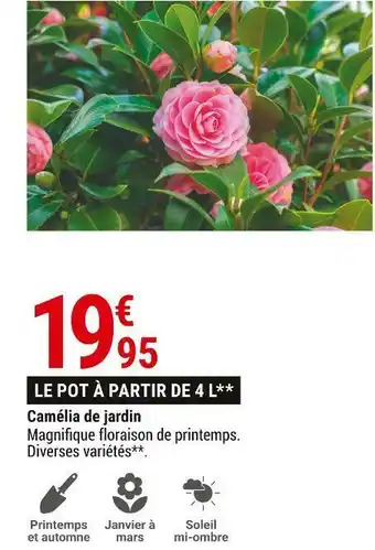Gamm vert Camélia de jardin offre