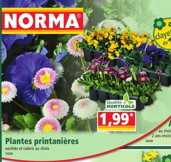 Norma Plantes Printanières offre