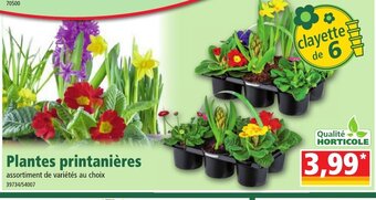 Norma Plantes Printanières offre