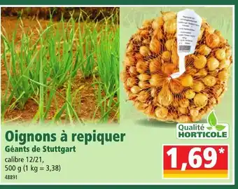 Norma Oignons à Repiquer offre