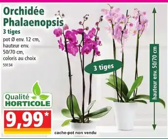 Norma Orchidée Phlaenopsis offre