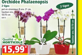 Orchidée Phalaenopsis