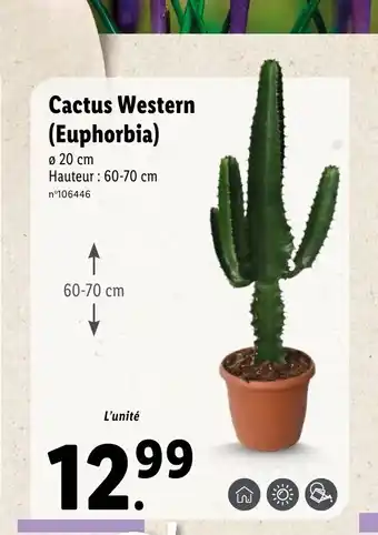 Lidl Cactus Western (Euphorbia) offre