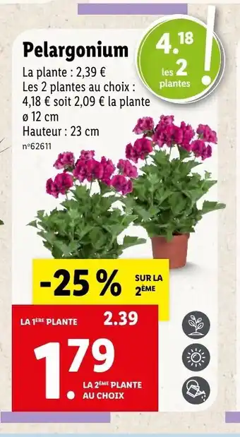 Lidl Pelargonium offre