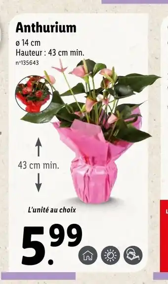 Lidl Anthurium offre