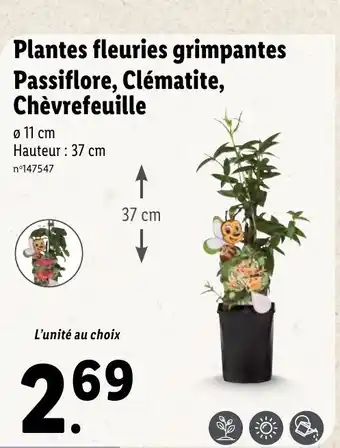 Lidl Plantes Fleuries Grimpantes Passiflore, Clématite Chévrefeuille offre