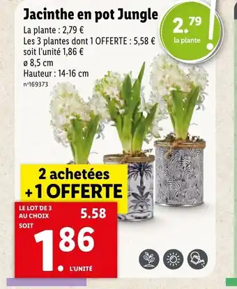 Lidl Jacinthe En Pot Jungle offre
