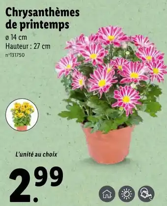 Lidl Chrysanthèmes de printemps offre