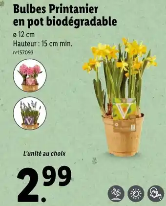 Lidl Bulbes printanier en pot biodégrable offre