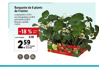 Lidl Barquette De 6 Plants De Fraisier offre