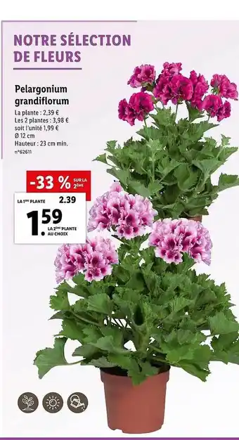 Lidl Pelargonium Grandiflorum offre