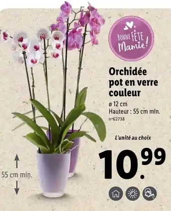 Lidl Orchidée pot en verre couleur offre