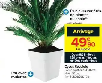 Cycas Revoluta
