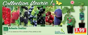 Norma Finest Garden Arbuste Fruitier offre