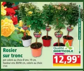 Norma Rosier Sur Tronc offre