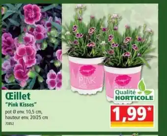 Norma œillet offre