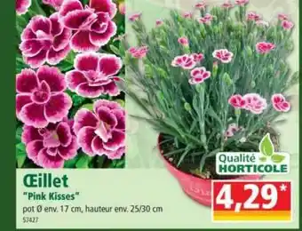 Norma œillet offre