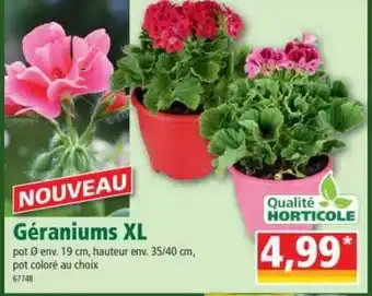 Norma Géraniums Xl offre