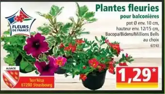Norma Plantes Fleuries Pour Balconières offre