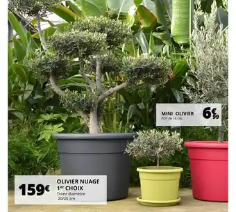 Auchan Mini Olivier, Olivier Nuage 1er Choix offre