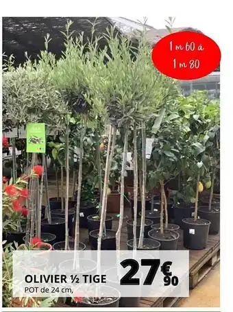 Auchan Olivier 1-2 Tige Pot De 24 Cm offre