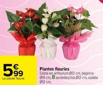 Carrefour Plantes fleuries offre