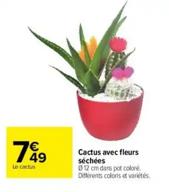 Carrefour Cactus avec fleurs séchées offre