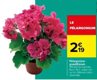 Pélargonium grandiflorum