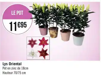 Lys oriental