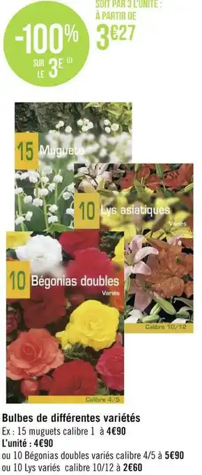 Bulbes de différentes variétés