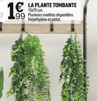 Centrakor La plante tombante offre