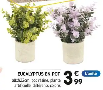 Eucalyptus en pot