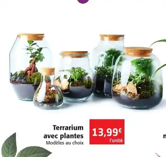 Colruyt Terrarium Avec Plantes offre