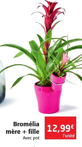 Bromelia Mère + Fille