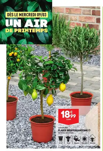 ALDI Plante Méditerranéenne offre